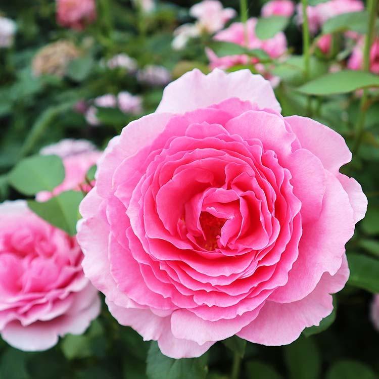 バラ苗 ロゼパルファム (大苗) ハイブリッドティー 四季咲き