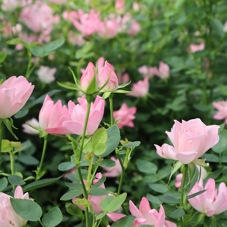 FLOWERS 四季 Amazon.co.jp: FLOWERS 四季 - Switch : Video Games