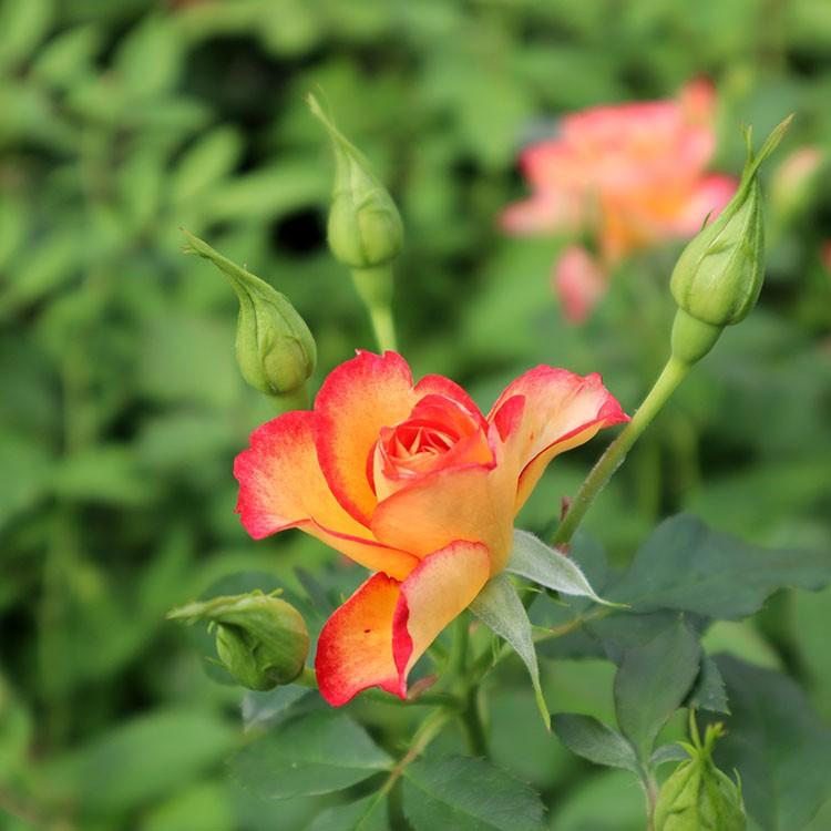 バラ苗 ハミングバード (大苗) フロリバンダ 四季咲き 小輪 複色系