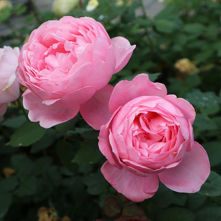 バラ苗 大苗 Rose For You ストロベリーシェイク 7号専用角鉢入 ピンク系 ぼかし肥料1kg付き 322 010 バラ専門店 ザ ローズショップ 通販 Yahoo ショッピング