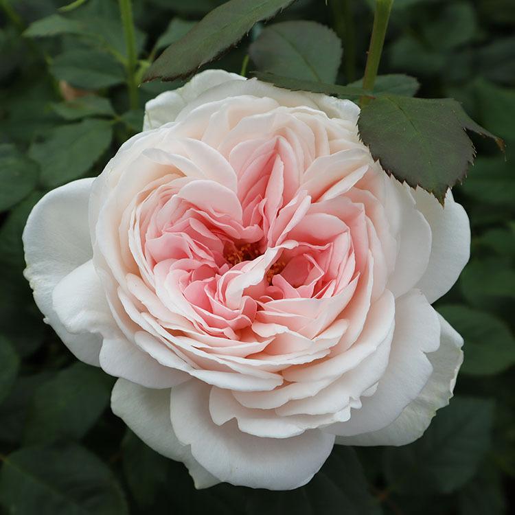 PINK HOUSE 薔薇コサージュ　大輪 ピンクハウスPINK HOUSE 薔薇コサージュケーブルニット