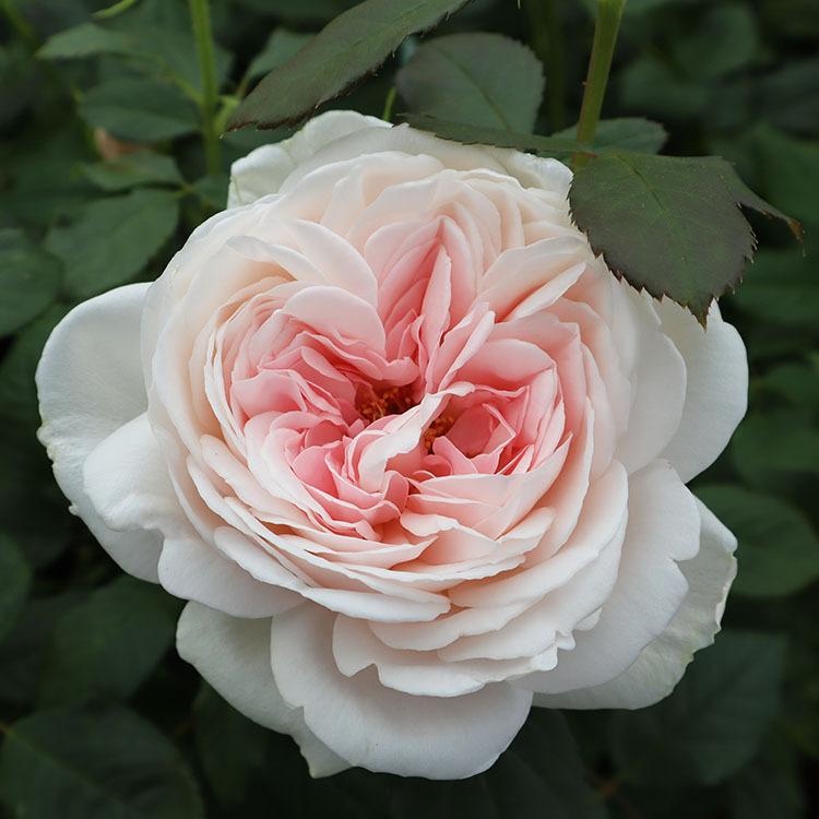 バラ苗　大苗　Rose for You　コサージュ　7号専用角鉢入　ピンク系　ぼかし肥料1kg付き｜roseshop｜02