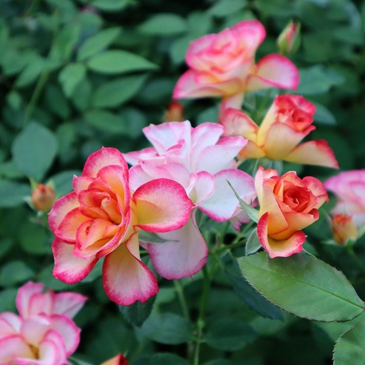 予約苗 バラ苗 新苗 Rose For You ハミングバード 4号専用角鉢入 複色系 ぼかし肥料1kg付き 4月中旬順次配送 322 003 バラ専門店 ザ ローズショップ 通販 Yahoo ショッピング