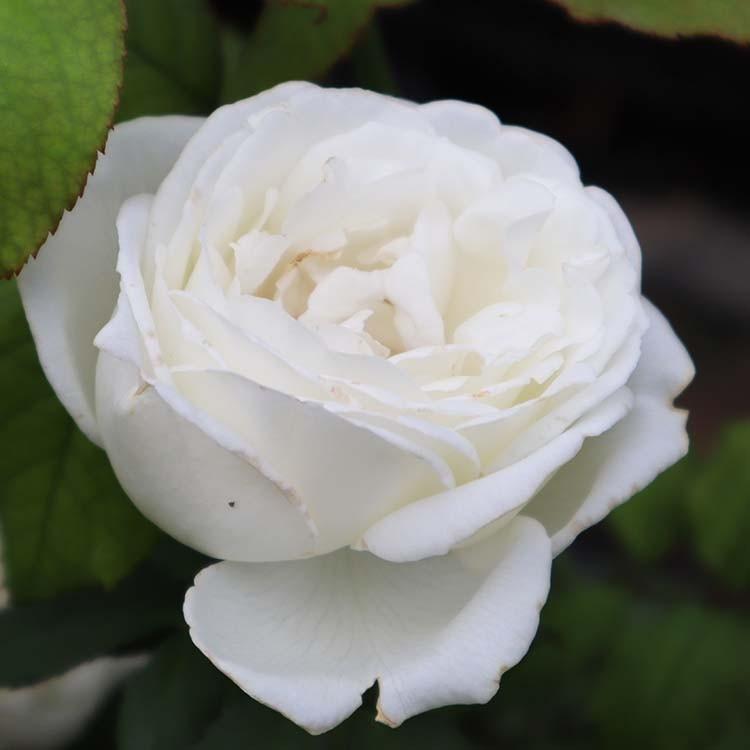 バラ苗 シェドゥーブル (大苗) ハイブリッドティー 四季咲き 大輪 白系