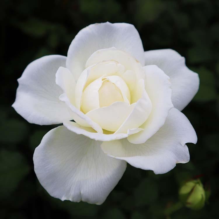 バラ苗 大苗 Rose For You シェドゥーブル 7号専用角鉢入 白系 ぼかし肥料1kg付き 322 001 バラ専門店 ザ ローズショップ 通販 Yahoo ショッピング