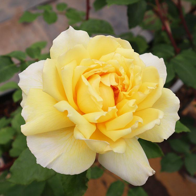 和薔薇大き苗 わばら園芸苗の一般販売に関するご案内 – WABARA online store