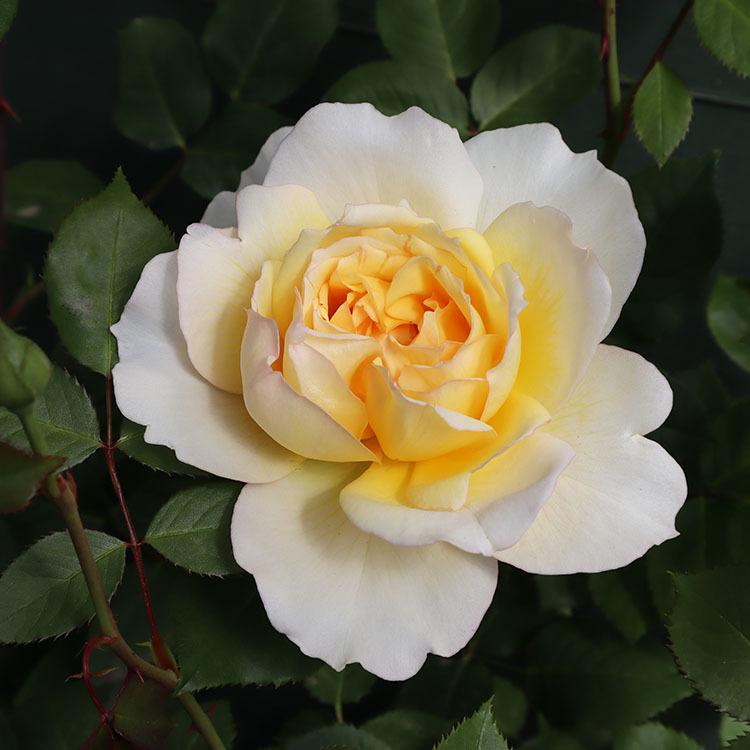 和薔薇大き苗 WABARA roses | 12/6(金)は @sincere_garden_aoyama にて、わ