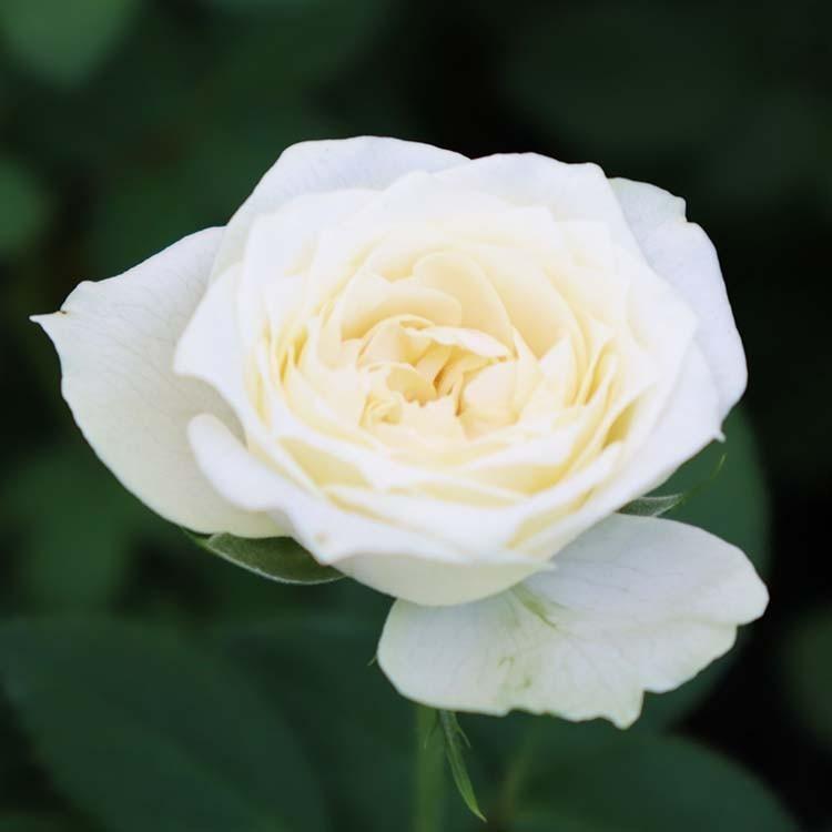 バラ苗 大苗 Rose For You グリーンティー 7号専用角鉢入 白系 ぼかし肥料1kg付き 322 002 バラ専門店 ザ ローズショップ 通販 Yahoo ショッピング