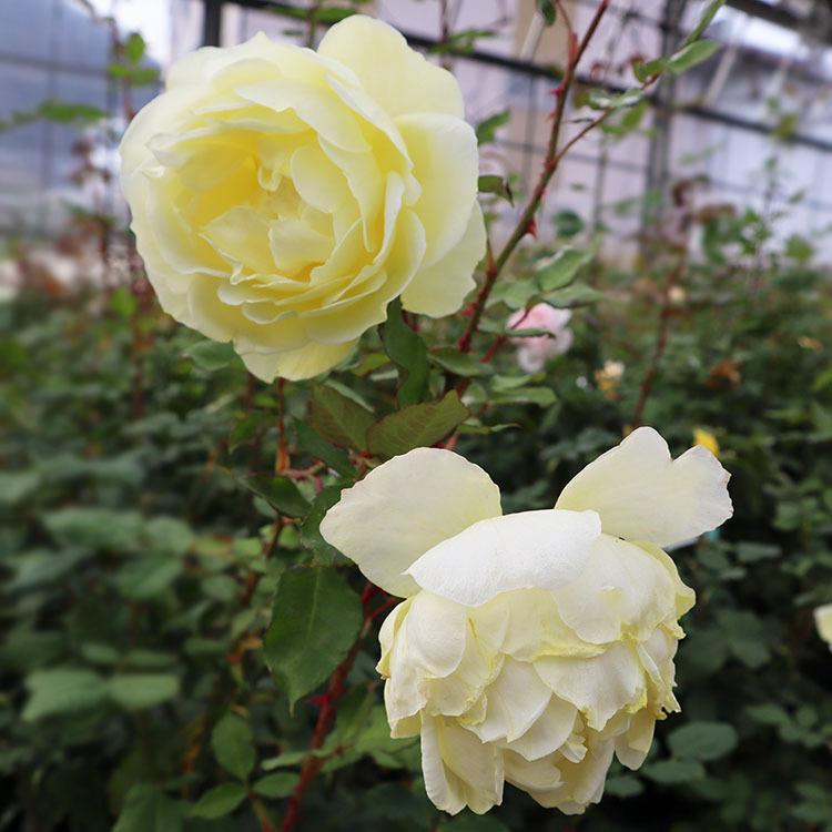 バラ苗　大苗　Rose for You　イエローダイヤモンド　7号専用角鉢入　黄色系　ぼかし肥料1kg付き｜roseshop｜05