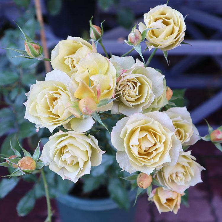 予約苗 バラ苗 新苗 Rose For You 琥珀 コハク 4号専用角鉢入 黄色系 ぼかし肥料1kg付き 4月中旬順次配送 322 004 バラ専門店 ザ ローズショップ 通販 Yahoo ショッピング