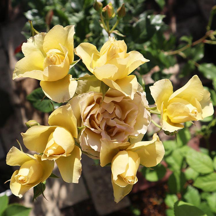 予約苗 バラ苗 新苗 Rose For You 琥珀 コハク 4号専用角鉢入 黄色系 ぼかし肥料1kg付き 4月中旬順次配送 322 004 バラ専門店 ザ ローズショップ 通販 Yahoo ショッピング