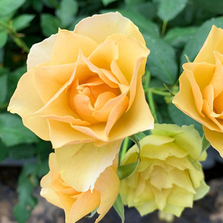 予約苗 バラ苗 新苗 Rose For You 琥珀 コハク 4号専用角鉢入 黄色系 ぼかし肥料1kg付き 4月中旬順次配送 322 004 バラ専門店 ザ ローズショップ 通販 Yahoo ショッピング