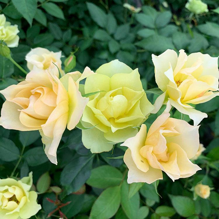 予約苗 バラ苗 新苗 Rose For You 琥珀 コハク 4号専用角鉢入 黄色系 ぼかし肥料1kg付き 4月中旬順次配送 322 004 バラ専門店 ザ ローズショップ 通販 Yahoo ショッピング