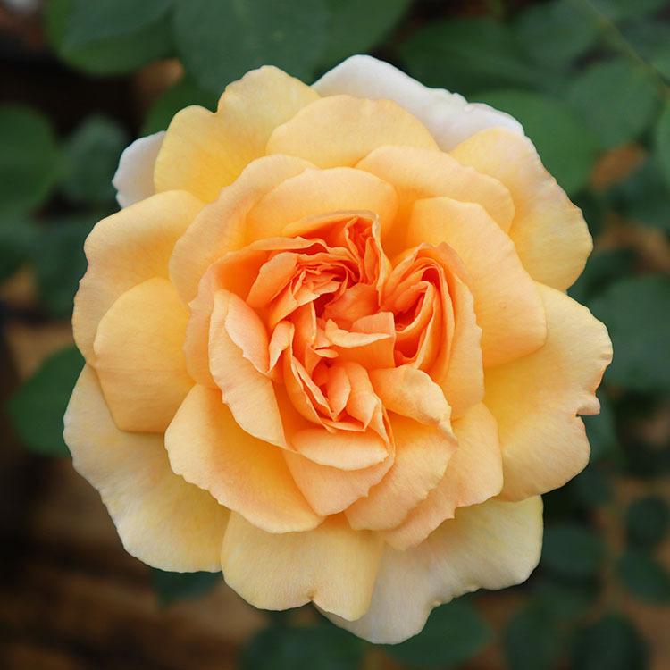 ドイリー1128❤️オレンジグラデーション大輪薔薇の花園ドイリー✨ roseshop_322-1300050107-002