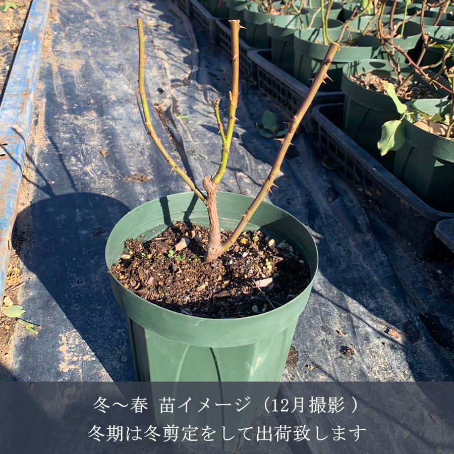 新品 未使用 ちゃぶ台 猫足 新生活 折りたたみ式 薔薇 バラ ベルーナ バラ苗 鉢植え6寸 感謝祭2025 アンクレット Anklet 国産ノイバラ
