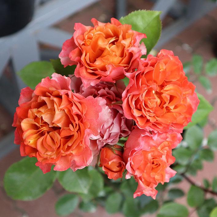 クリスマスローズ sdオレンジ 6号スリット 苗 鉢 バラ 八重 クリスマス