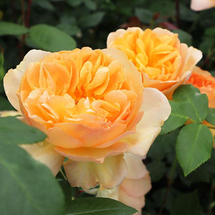 予約苗 バラ苗 フロンティア (大苗) ハイブリッドティー