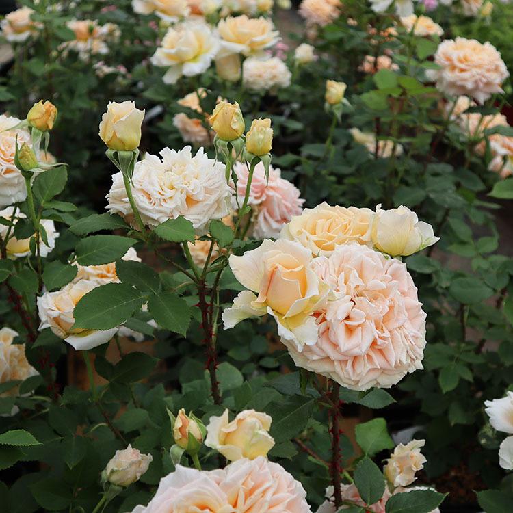 バラ苗 大苗 Rose For You インパクト 7号専用角鉢入 オレンジ系 ぼかし肥料1kg付き 322 004 バラ専門店 ザ ローズショップ 通販 Yahoo ショッピング