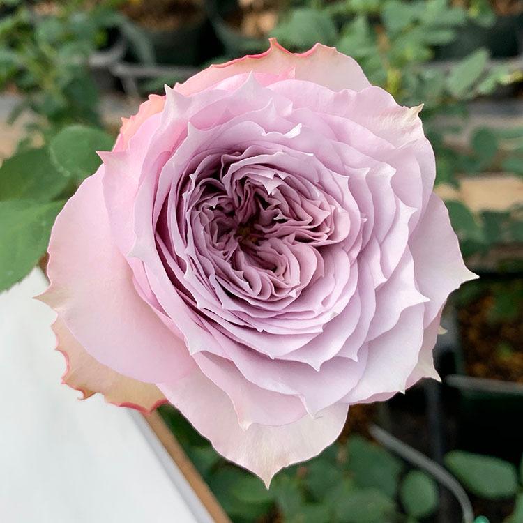 バラ苗 シャレード (アウトレット苗) ハイブリッドティー