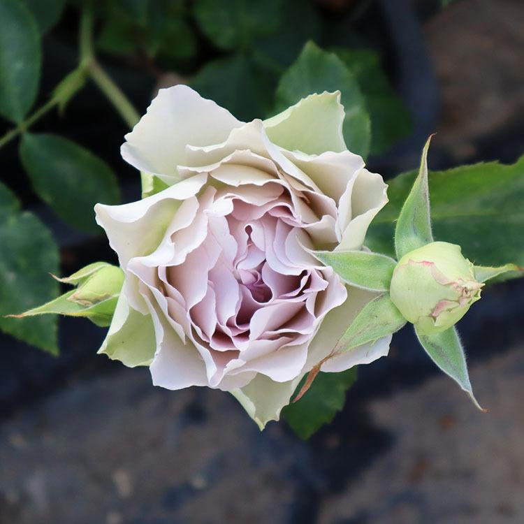 リビジョン ラババン バラ売り 希少種あり バラ苗 ラピスヴェール (大苗) フロリバンダ 四季咲き 中輪 紫系