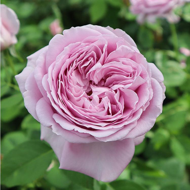 バラ苗　大苗　Rose for You　海 (カイ)　7号専用角鉢入　紫系　ぼかし肥料1kg付き｜roseshop