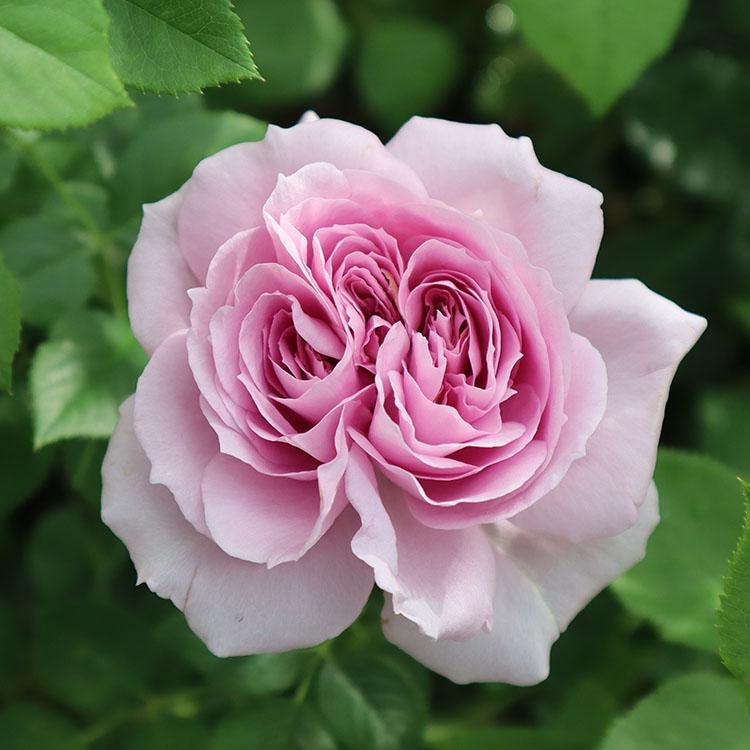 バラ苗　大苗　Rose for You　海 (カイ)　7号専用角鉢入　紫系　ぼかし肥料1kg付き｜roseshop｜05