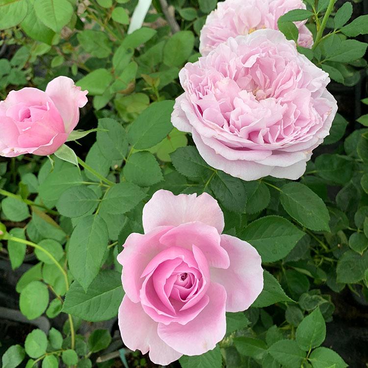 バラ苗　大苗　Rose for You　海 (カイ)　7号専用角鉢入　紫系　ぼかし肥料1kg付き｜roseshop｜07