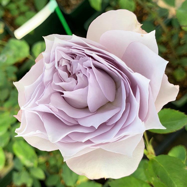 バラ苗 シャレード (大苗) ハイブリッドティー 四季咲き 大輪 紫