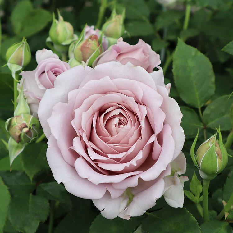 バラ苗 メモワール (大苗) フロリバンダ 四季咲き 中輪 ブラウン系 紫