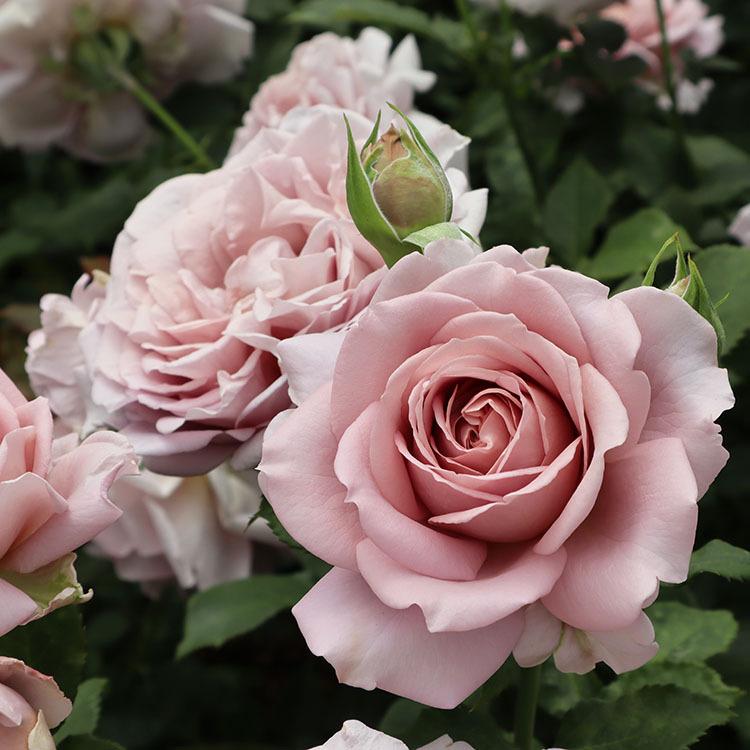 バラ苗 メモワール (大苗) フロリバンダ 四季咲き 中輪 ブラウン系 紫