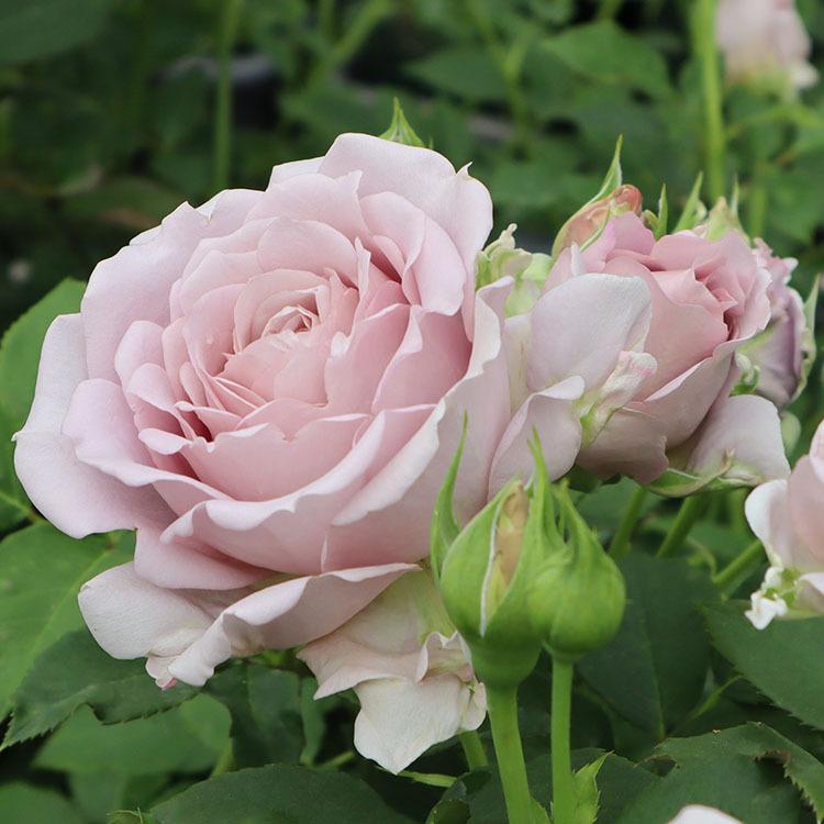 予約苗 バラ苗 メモワール (大苗) フロリバンダ 四季咲き 中輪