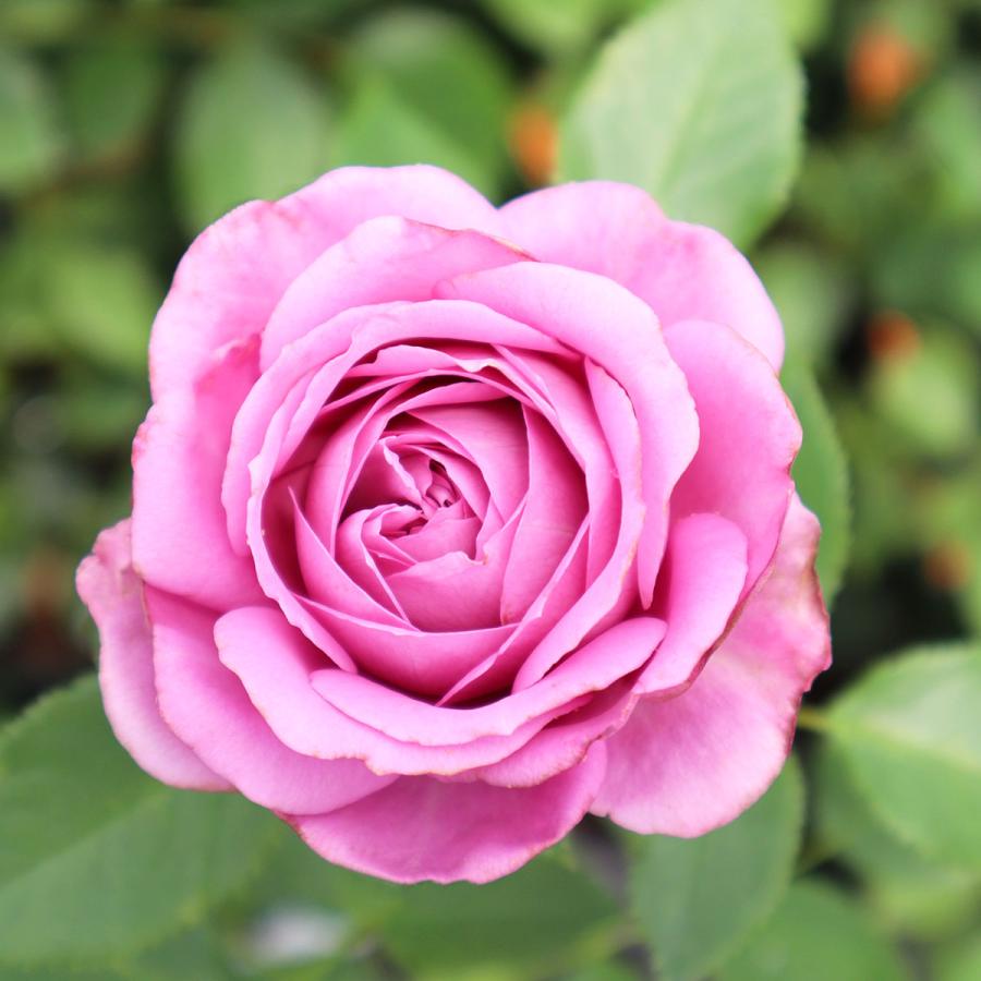 バラ苗 パフューパープル (大苗) ハイブリッドティー 四季咲き