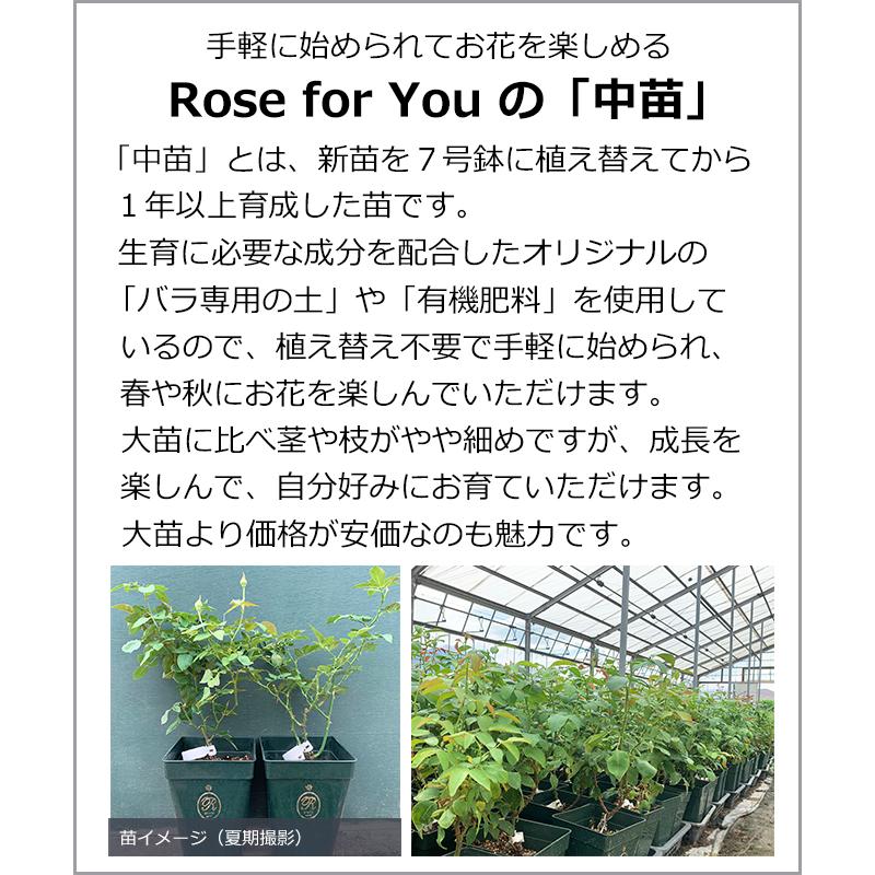 バラの季節　バラ苗　中苗　Rose for You　ブルーストーリー　7号専用角鉢入　紫系　｜roseshop｜09