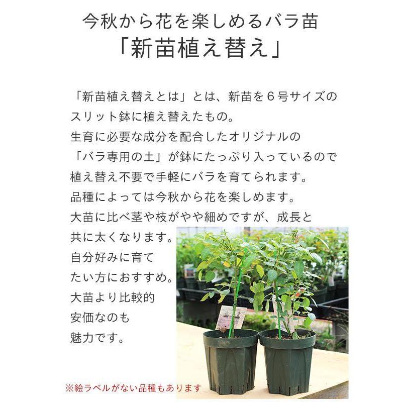 3周年記念 バラ苗 新苗植え替え Rose For You ラピスヴェール 7号専用角鉢入 紫系 期間中ぼかし肥料は付きません 322 002 バラ専門店 ザ ローズショップ 通販 Yahoo ショッピング