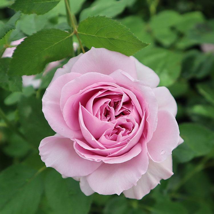 バラ苗 新苗植え替え Rose For You 海 カイ 7号専用角鉢入 紫系 ぼかし肥料1kg付き 322 004 バラ専門店 ザ ローズショップ 通販 Yahoo ショッピング