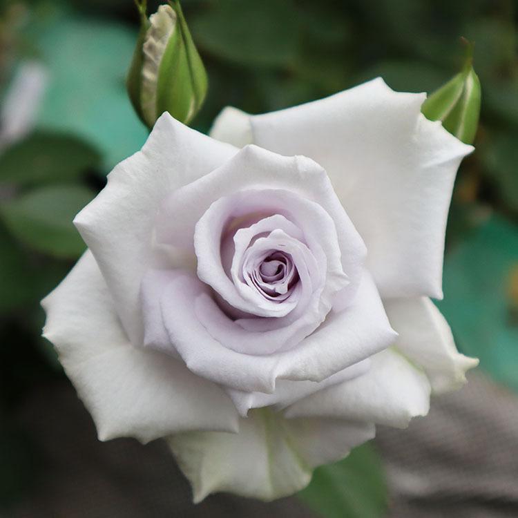 3周年記念 バラ苗 新苗植え替え Rose For You グランブルー 7号専用角鉢入 紫系 期間中ぼかし肥料は付きません 322 006 バラ専門店 ザ ローズショップ 通販 Yahoo ショッピング