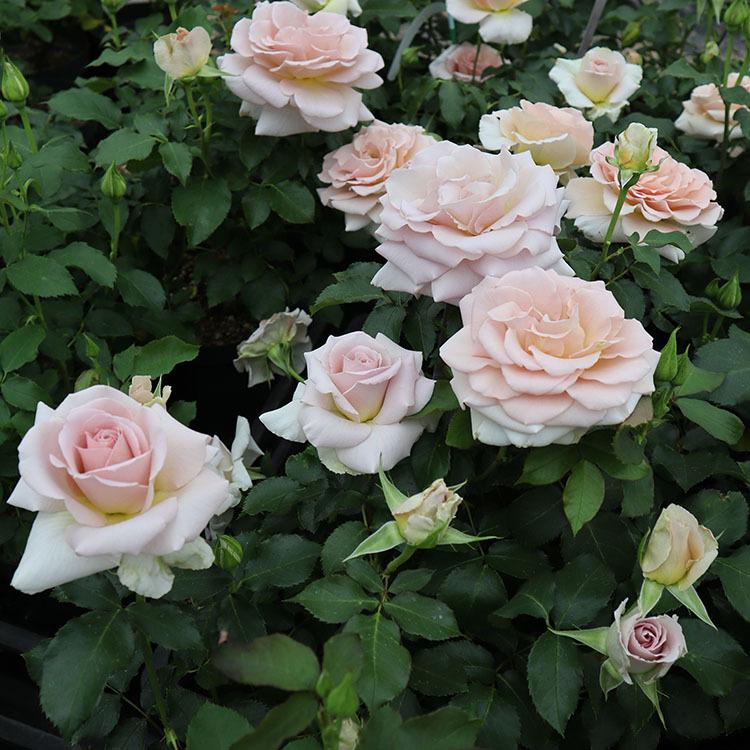 バラ苗 新苗植え替え Rose For You スイートチョコ 7号専用角鉢入 ブラウン系 ぼかし肥料1kg付き 322 002 バラ専門店 ザ ローズショップ 通販 Yahoo ショッピング