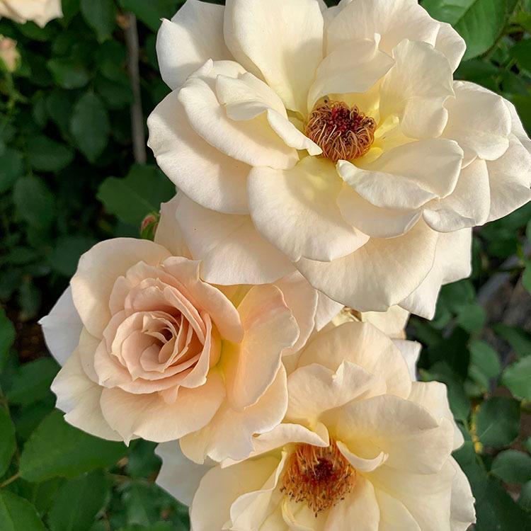 バラ苗 新苗植え替え Rose For You スイートチョコ 7号専用角鉢入 ブラウン系 ぼかし肥料1kg付き 322 002 バラ専門店 ザ ローズショップ 通販 Yahoo ショッピング