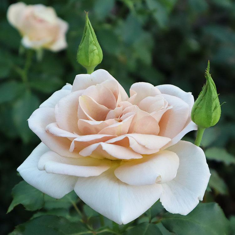 バラ苗 新苗植え替え Rose For You スイートチョコ 7号専用角鉢入 ブラウン系 ぼかし肥料1kg付き 322 002 バラ専門店 ザ ローズショップ 通販 Yahoo ショッピング