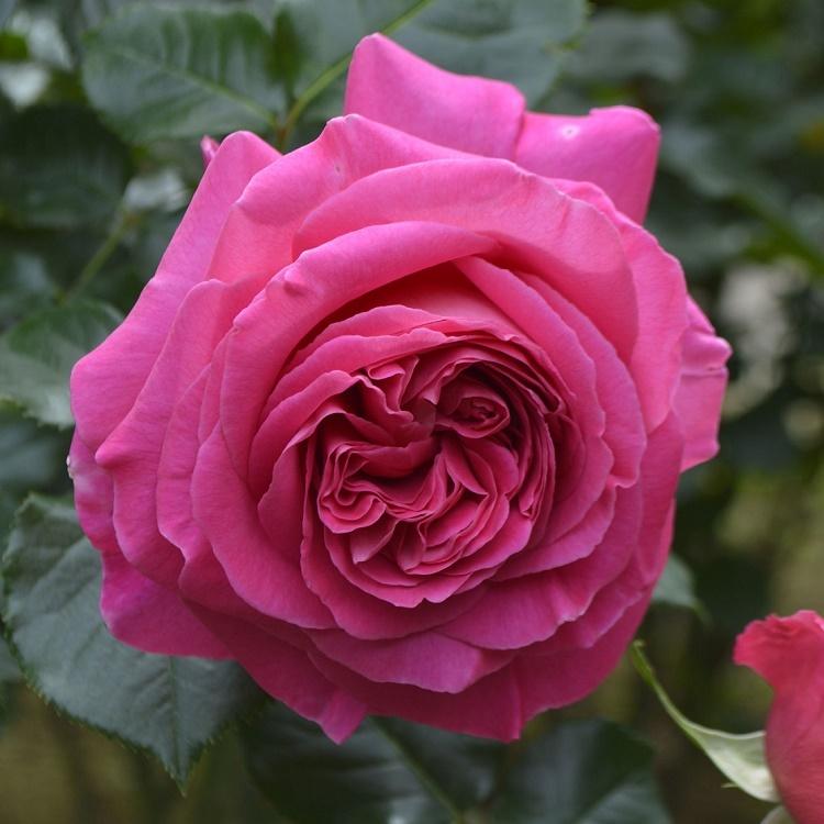 予約苗 バラ苗 爆買いセール 新苗 ピンク系 アドーアロマンティカ 4月下旬順次配送