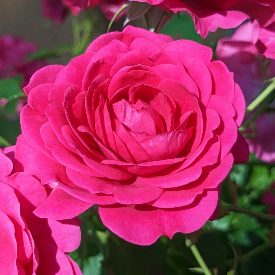 バラ苗 紅かさね (べにかさね) (大苗) フロリバンダ 四季咲き 中輪