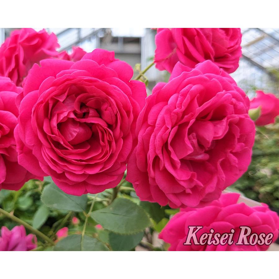 薔薇苗　希少　❤️紅白の絞り❤️ かＯＲＩ　　① 楽天市場】バラ苗【中苗】かおり【フリオイグレシアス】 国産苗