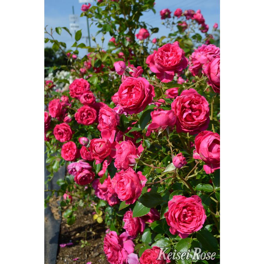 予約苗 バラ苗 紅かさね (べにかさね) (大苗) フロリバンダ