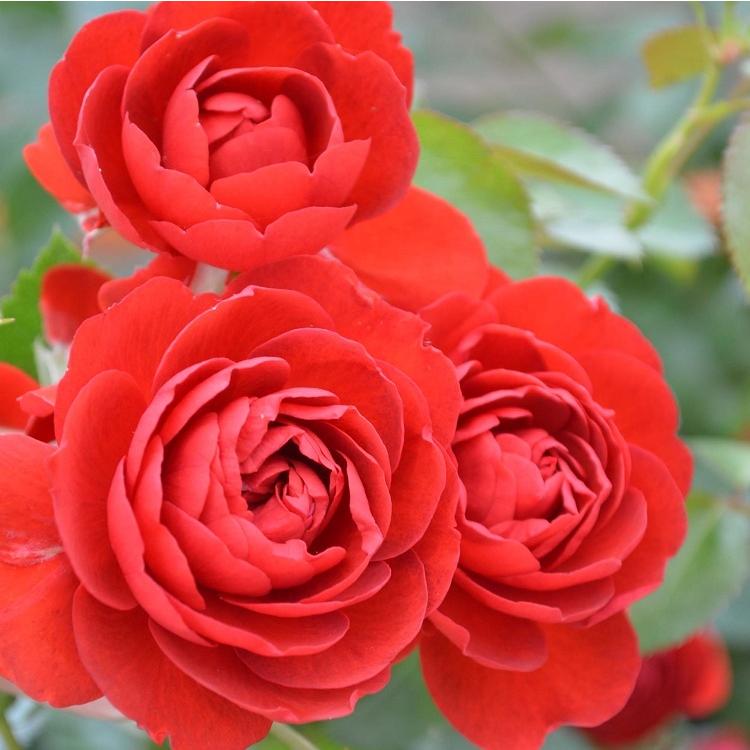 薔薇の苗 スカーレットポニカ 四季咲き