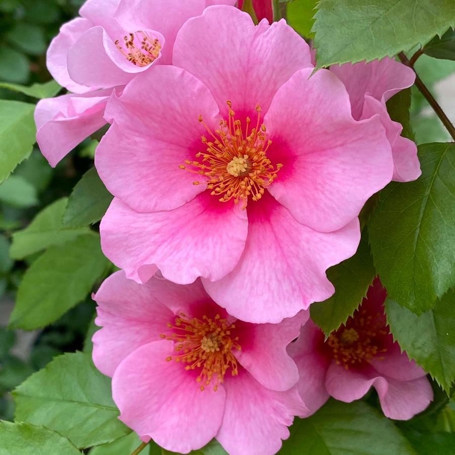 バラ苗 シーユーインピンク (大苗) フロリバンダ 四季咲き 中輪 ピンク