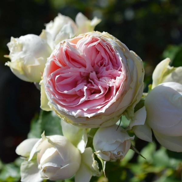 予約苗 バラ苗 パシュミナ (大苗) フロリバンダ 四季咲き 中輪 ピンク