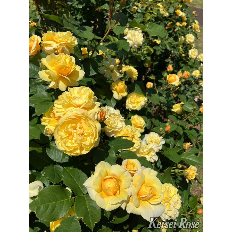 バラ苗 スマイルハニーローズ・くまのプーさん (新苗