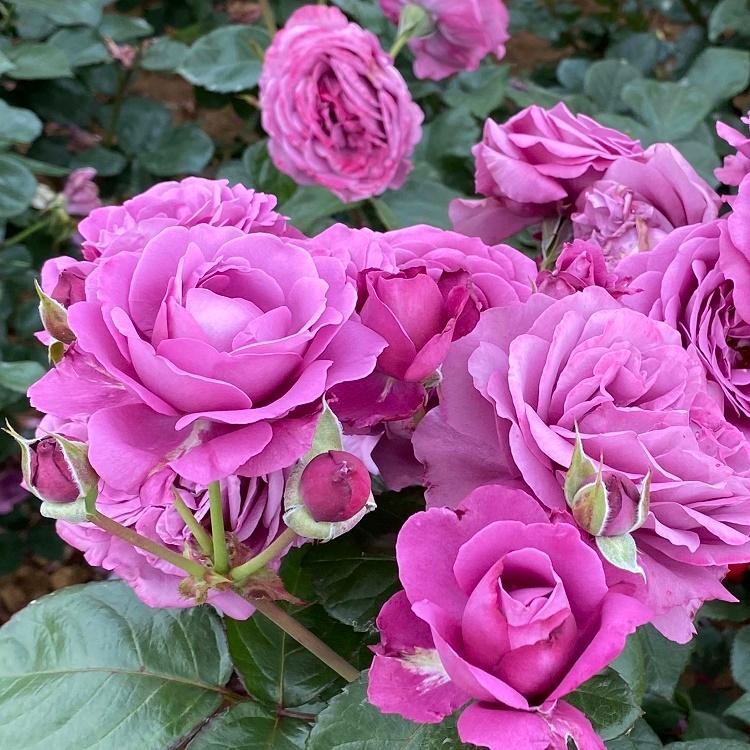 バラ苗 大苗 プラムパーフェクト 紫系 322 001 バラ専門店 ザ ローズショップ 通販 Yahoo ショッピング