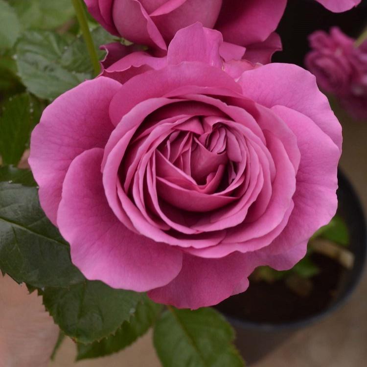 バラ苗 大苗 プラムパーフェクト 紫系 322 001 バラ専門店 ザ ローズショップ 通販 Yahoo ショッピング