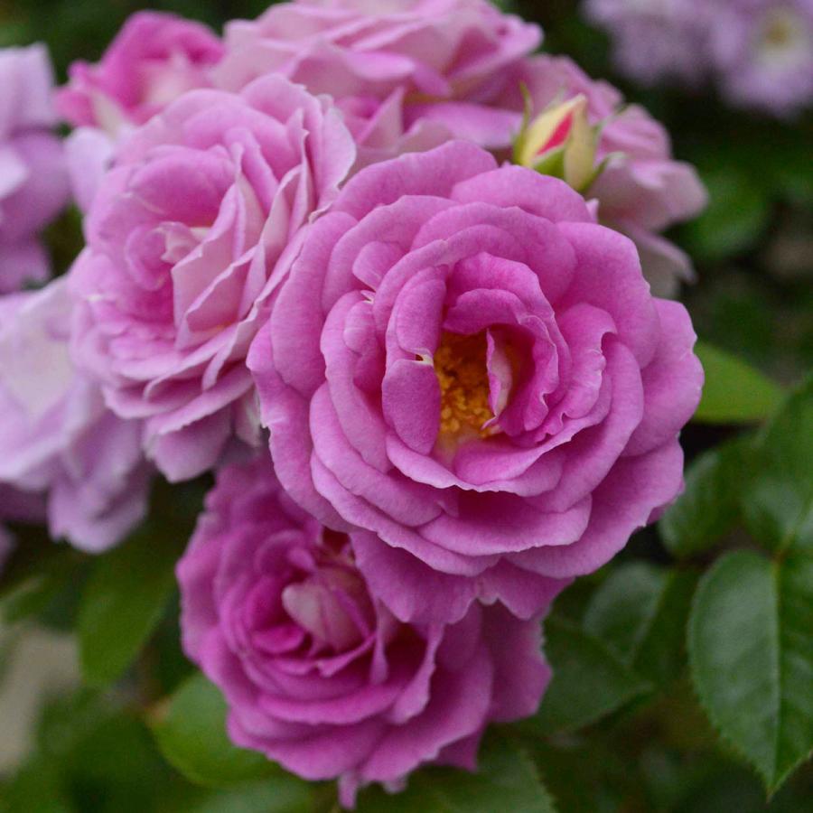 予約苗 バラ苗 アークティックブルー (大苗) フロリバンダ 四季咲き 中